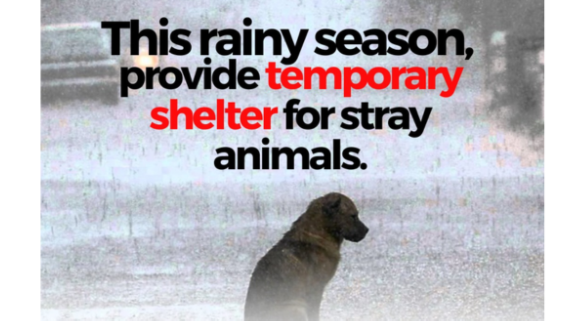 'Spread kindness!' AKF, nanawagang patuluyin stray animals ngayong tag-ulan