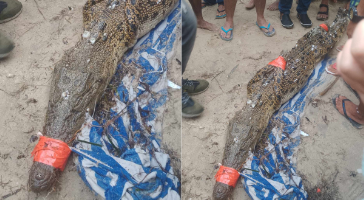 'Nag-Bora ang buwaya?' Saltwater crocodile, namataan sa Boracay