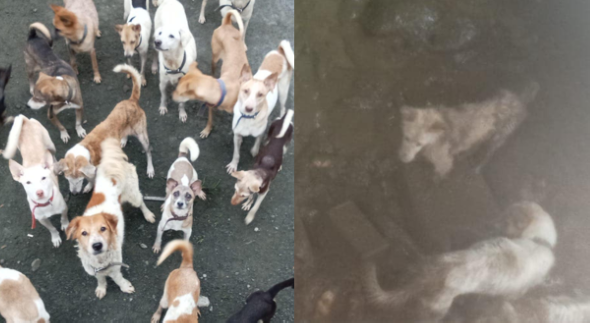 12 aso, nasawi sa bagyo; Animal shelter, umapela para sa natirang fur babies
