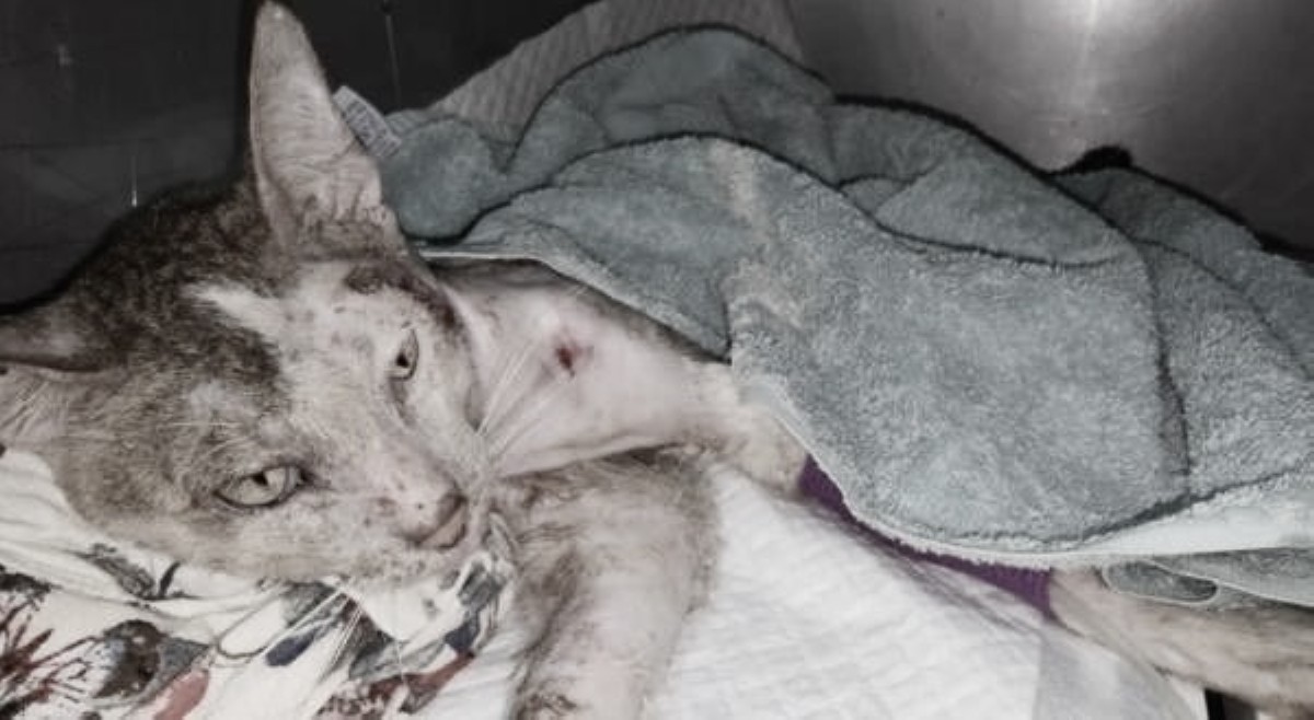 Pusang tinaga sa leeg na si Ziggy, tumawid na sa rainbow bridge