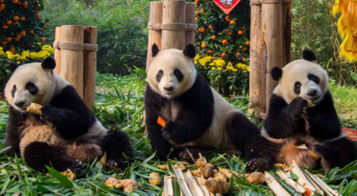 Pinakamatandang giant panda triplets sa mundo, nagdiwang ng 10th birthday