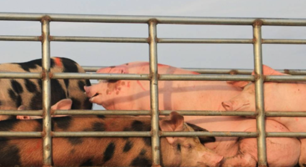 Pork producers, nanawagang magdeklara ng state of calamity dahil sa ASF