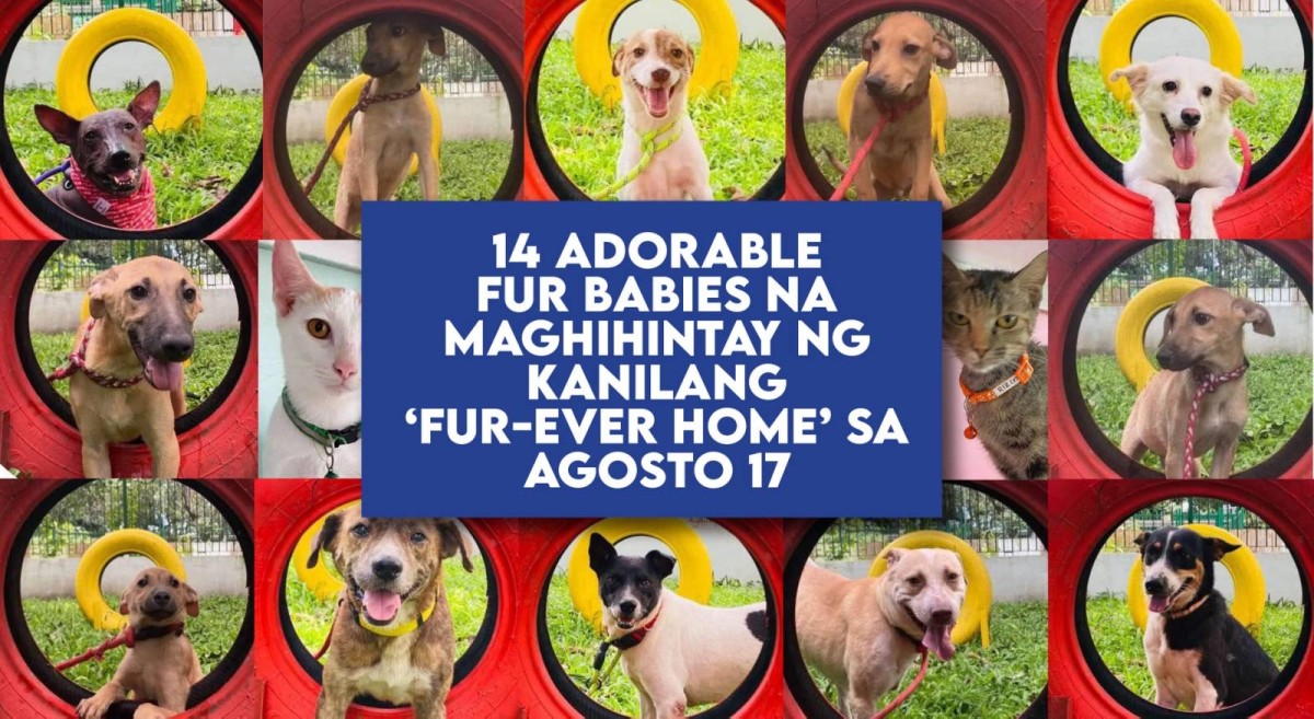 14 adorable fur babies na maghihintay ng kanilang &lsquo;fur-ever home&rsquo; sa Agosto 17
