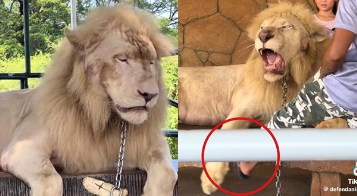 Leon sa Baluarte Zoo, sinisipa-sipa raw para sa picture-taking; netizens, naging mabangis