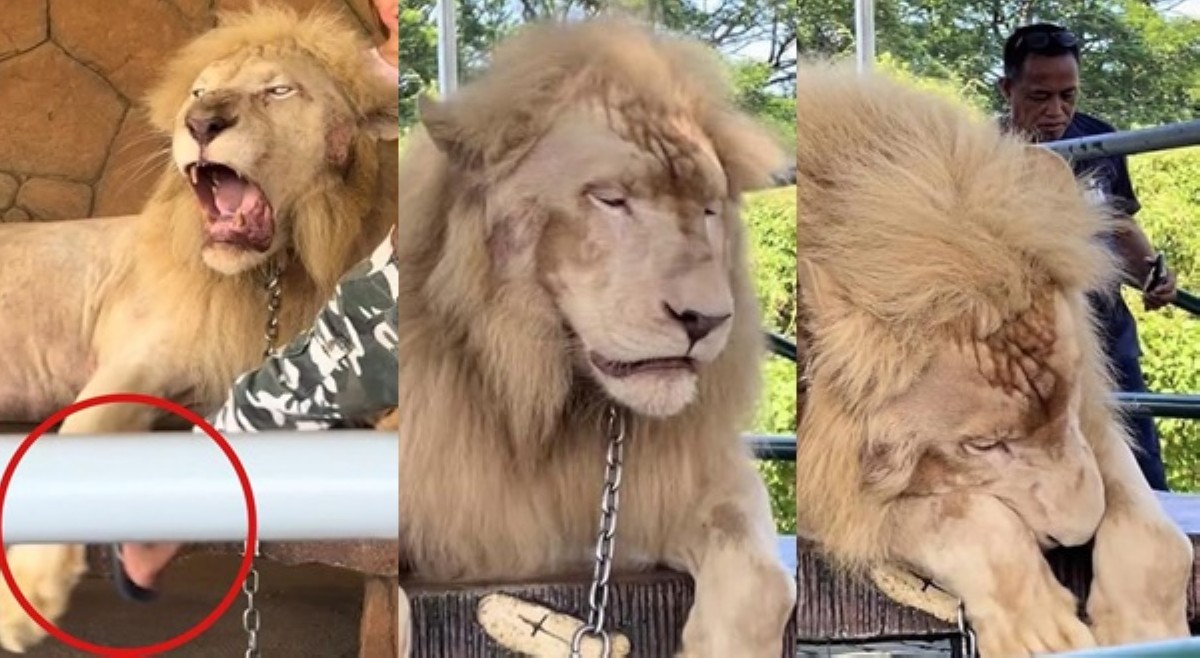Baluarte Zoo, nagsalita ukol sa viral video ng sinisipang leon para sa selfie