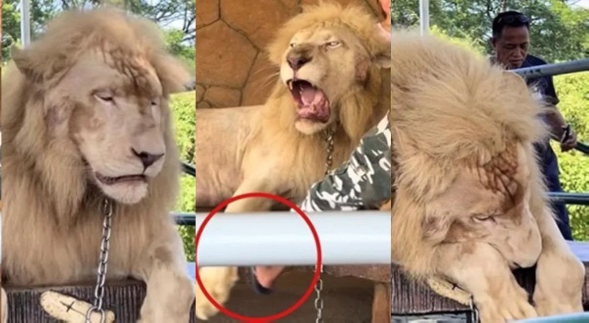 Caretaker na 'naninipa' ng leon sa Baluarte Zoo, sinipa na sa trabaho