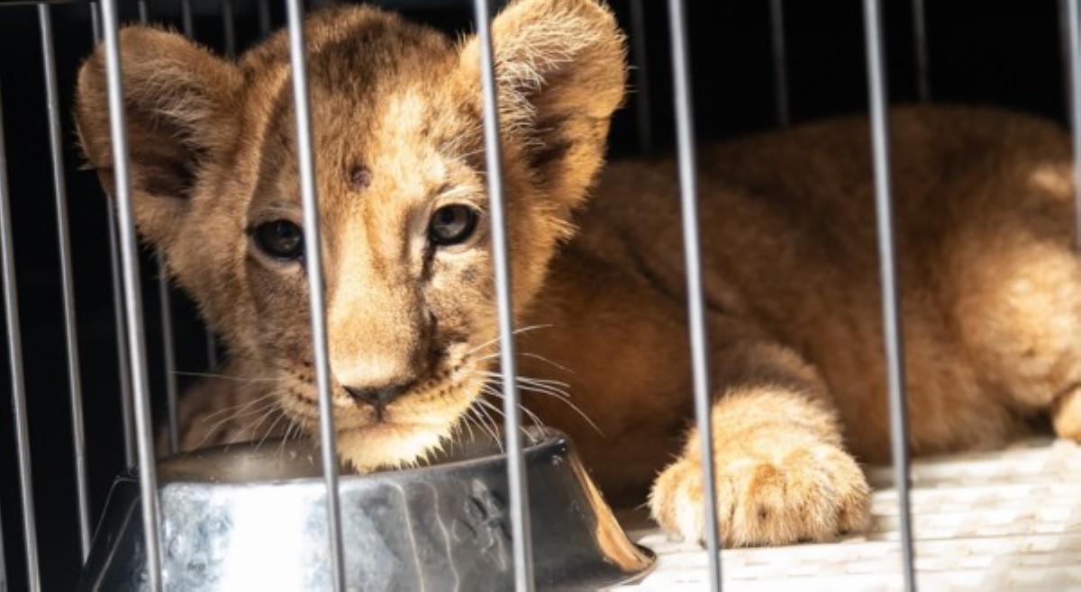 Pagkupkop ng Manila Zoo kay 'Baby Isla,' umani ng reaksiyon sa netizens