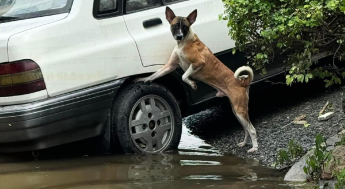 Sa pananalasa ng bagyo: PAWS, nanawagang huwag pabayaan mga alagaang hayop