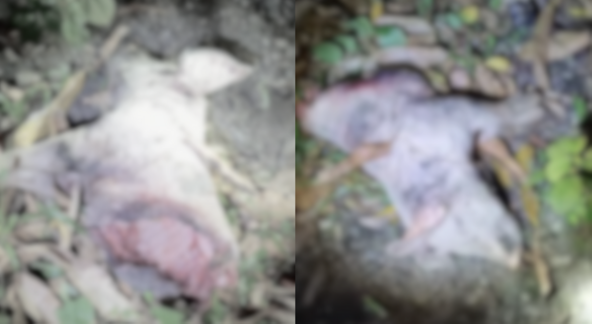 Biik minukbang nga ba ng isang aswang sa Aklan?