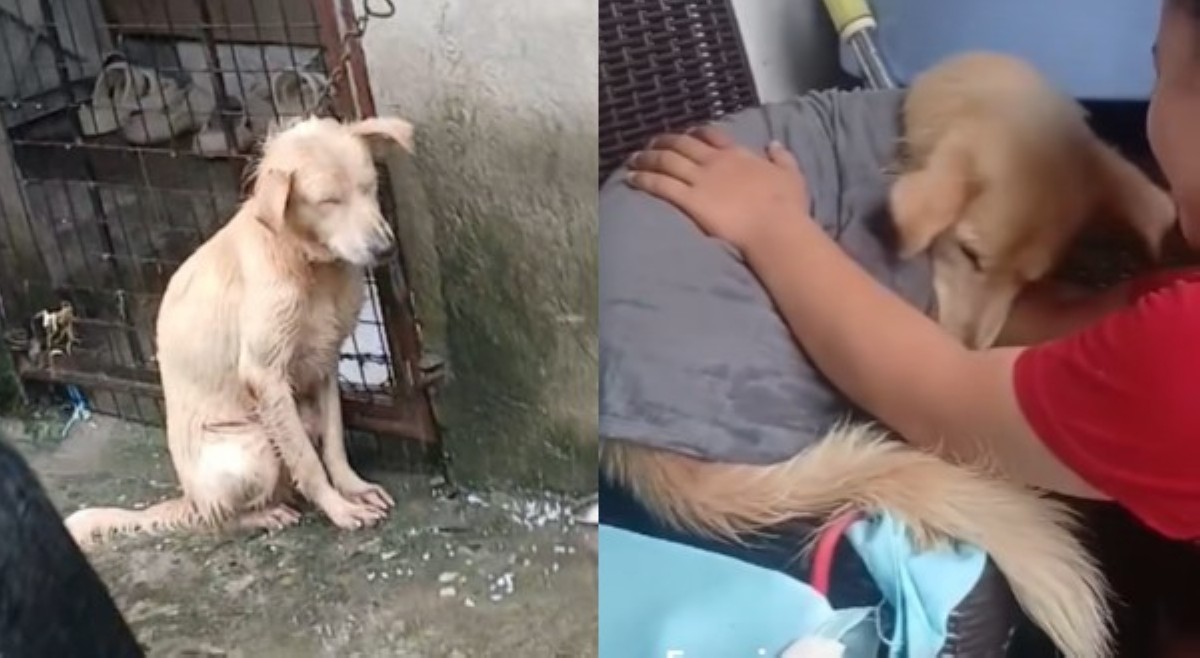 Isang &lsquo;Good Samaritan,' hinangaan matapos iligtas ang asong nakatali sa gitna ng ulan