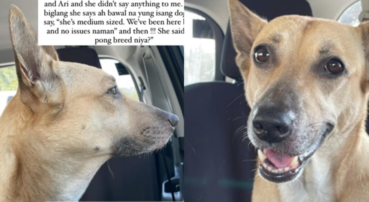 Customer, dismayado sa pet-friendly resto; alagang aspin, na-discriminate?