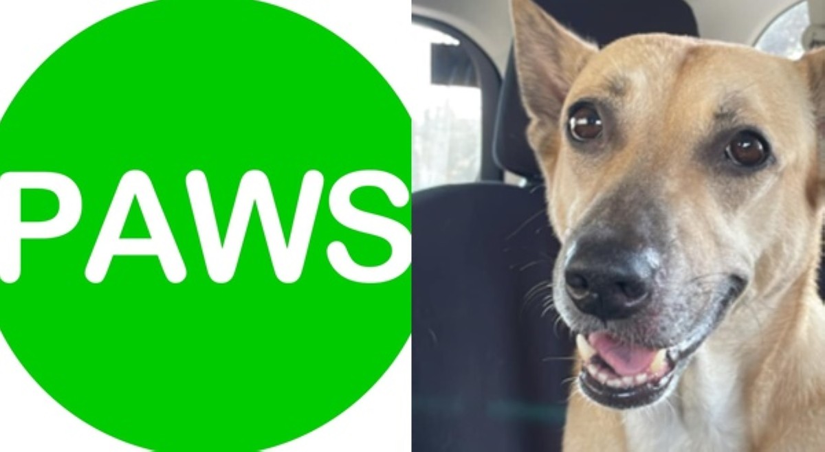 PAWS, dismayado sa 'di magandang pakikitungo ng pet-friendly resto sa isang aspin