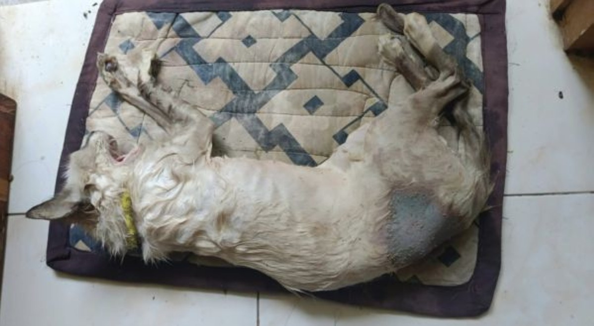 Pusa sa Quezon, binalatan na ng buhay, binugbog pa ang ari!