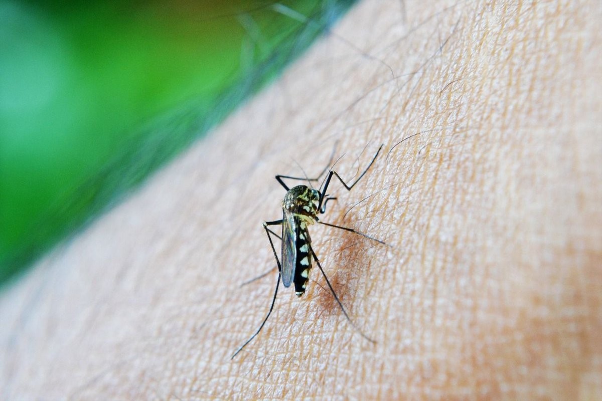 Dengue cases, patuloy na tumataas; publiko, hinikayat ng DOH na puksain ang mga lamok