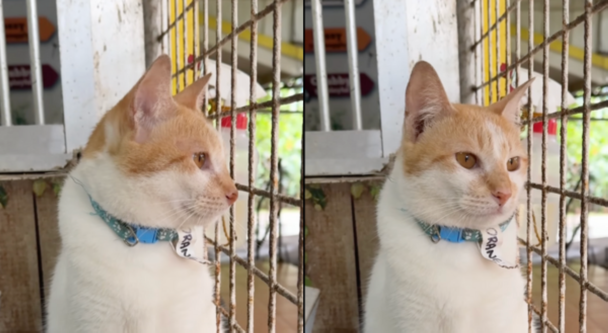 Hit-and-run survivor na pusa, 3 taon nang naghahanap ng 'FURever' home