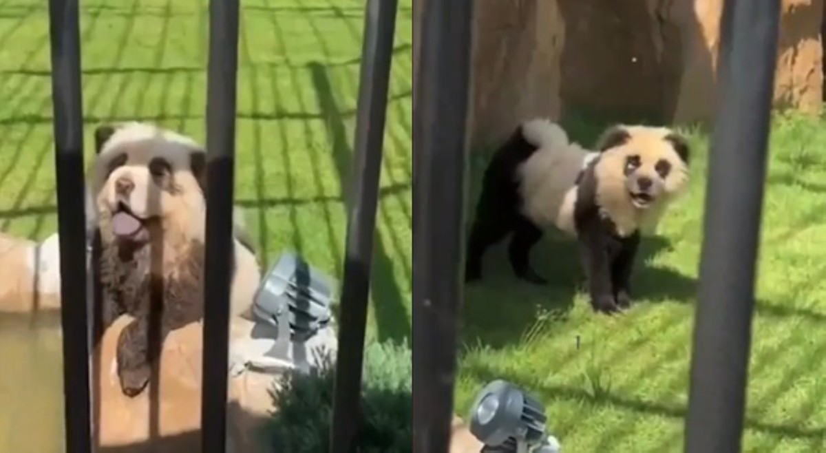 Chinese zoo, kinuyog matapos gawing 'panda' ang mga aso