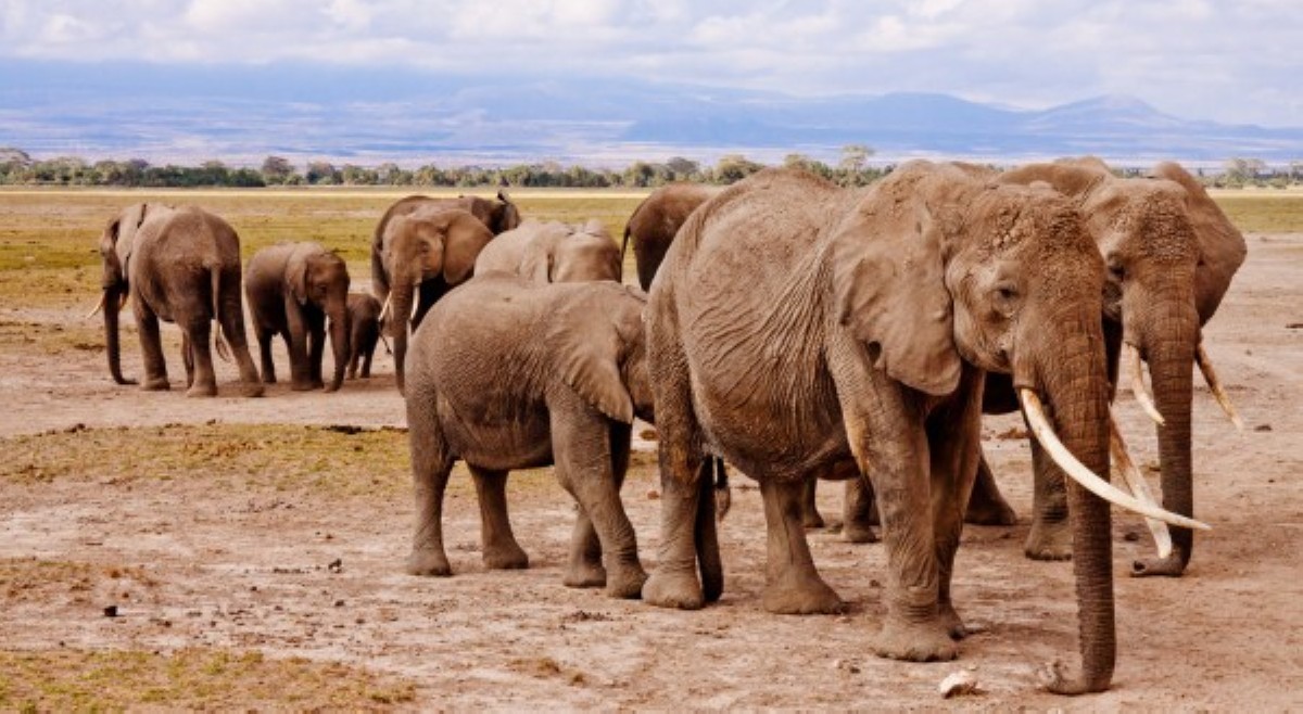Pagkatay sa 200 elepante, solusyon sa lumalalang food crisis sa South Africa