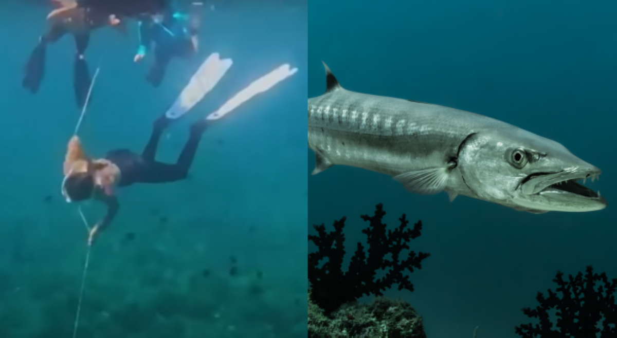 Freedivers, inatake ng barracuda sa Batangas