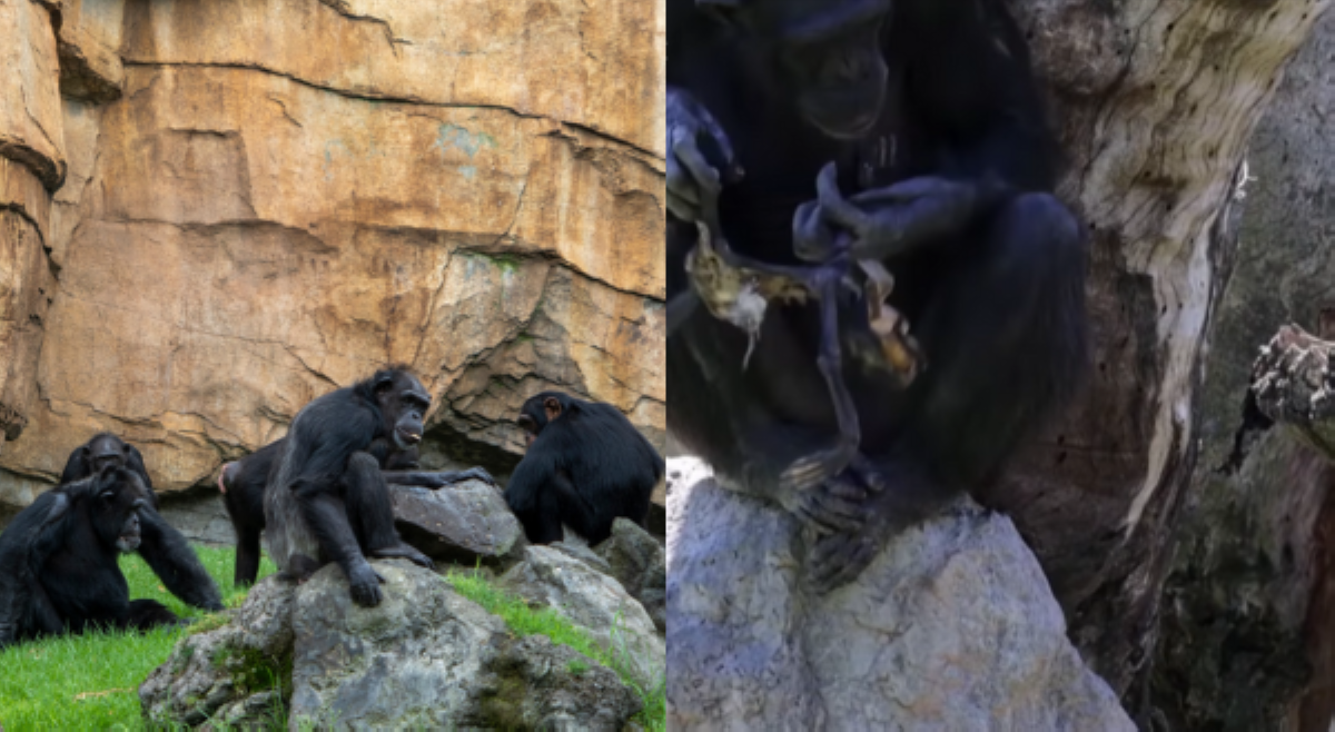 Chimpanzee, 7 buwan kinarga naaagnas na labi ng namatay na anak bago binitiwan