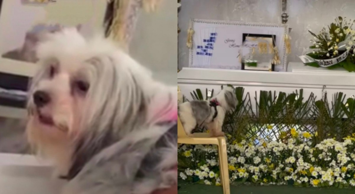 Asong malungkot din sa pagkamatay ng fur dad, dumurog sa puso ng netizens
