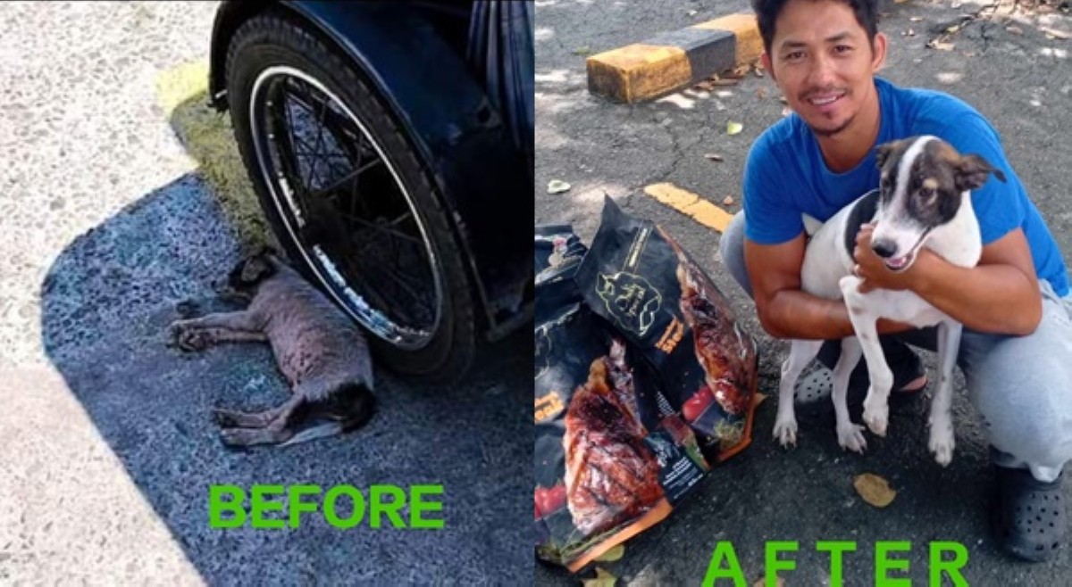 Asong inabandona sa paradahan ng tricycle noon, 'poging-pogi' na ngayon