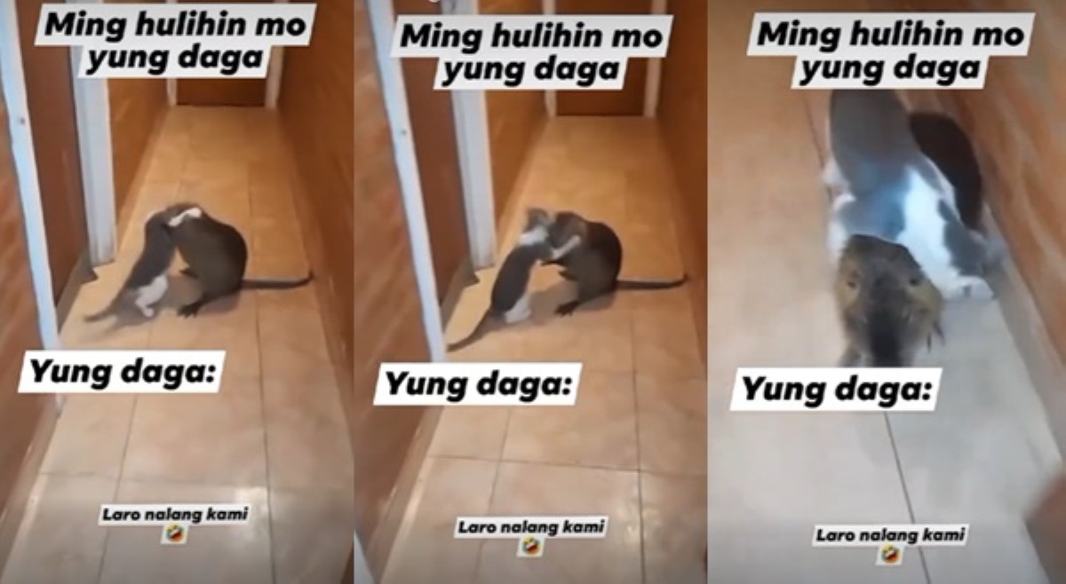 Rambulan ng pusa at dagang mas malaki pa sa kaniya, kinaaliwan