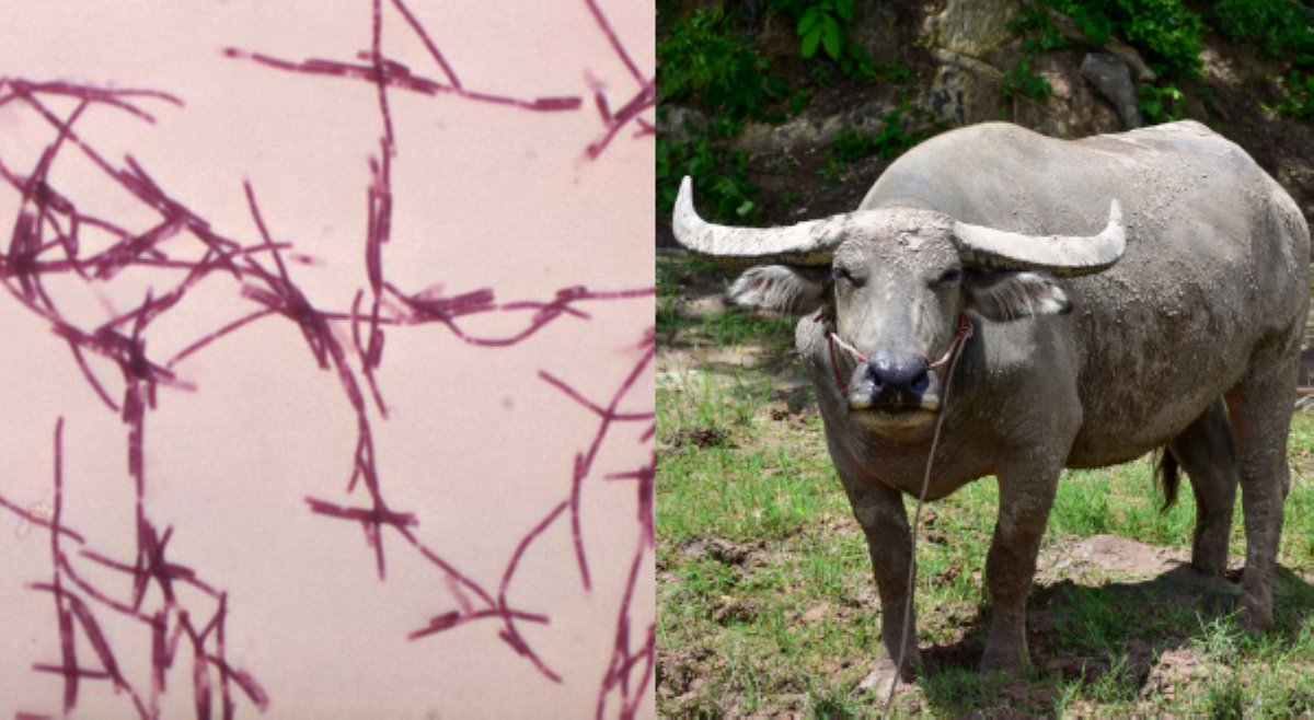 Dalawang tao sa Cagayan, hinihinalang may human anthrax dahil sa karne ng kalabaw