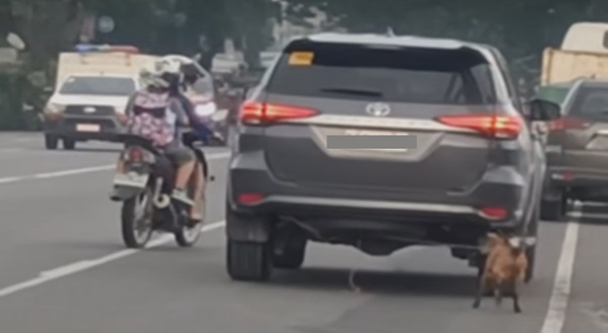 Kambing, naispatang nakatali sa isang umaandar na kotse