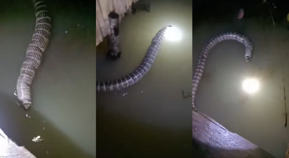 Ahas na mas makamandag daw sa cobra, namataan sa baha sa CamSur