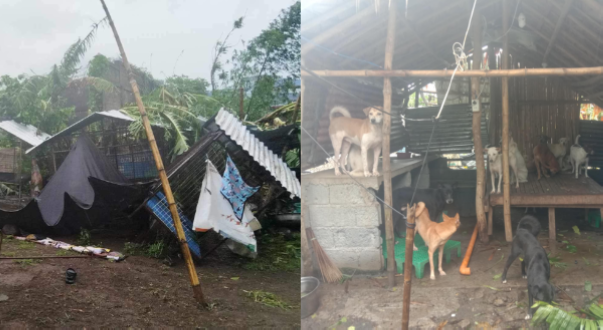 Animal shelter sa Tabaco, &lsquo;di nakaligtas sa hagupit ng bagyong Kristine