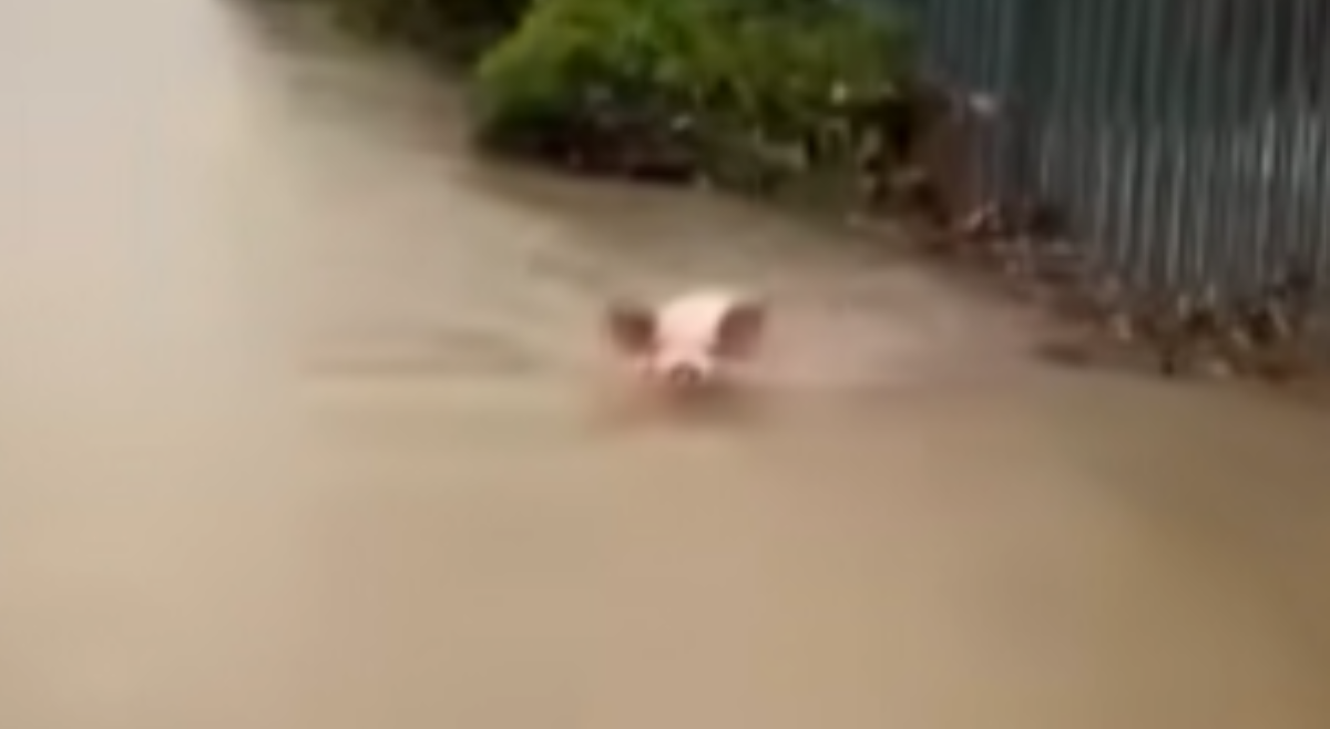 Baboy, naispatang lumalangoy sa gitna ng baha sa CamSur