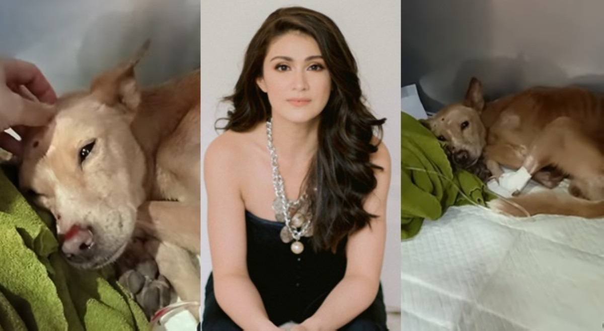 Carla Abellana, sinaklolohan nasagasaang aso sa NLEX