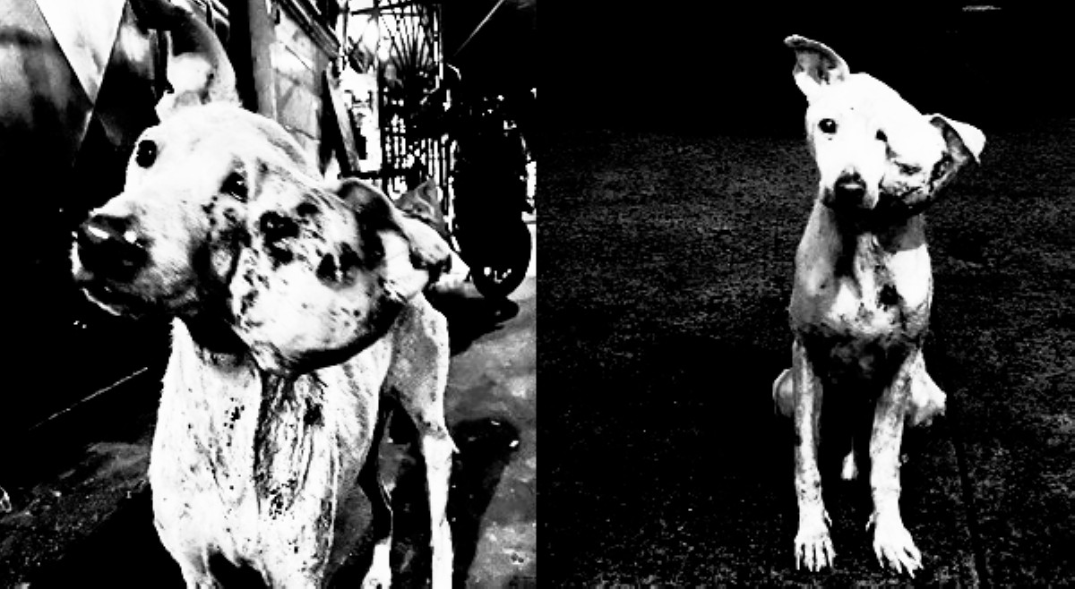 Asong may malaking tumor sa ulo, nangangailangan ng tulong