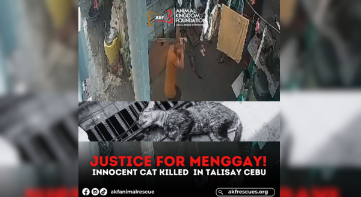 Pusa, patay matapos hatawin ng kahoy; AKF nanawagan ng hustisya