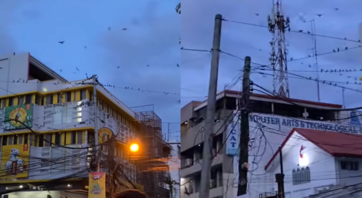 &lsquo;Premonition nga ba?&rsquo; Pagdagsa ng ibon sa ilang lugar sa Bicol, umani ng reaksiyon