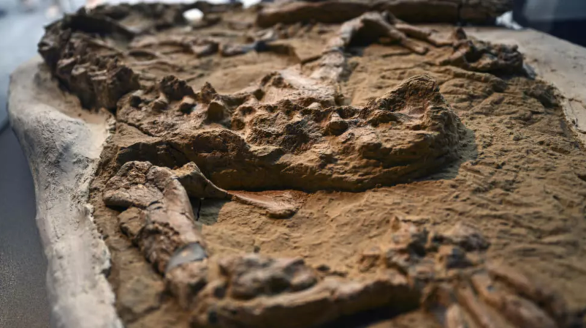 Natagpuang crocodile fossil sa Peru, tinatayang nasa 10-12 million years old