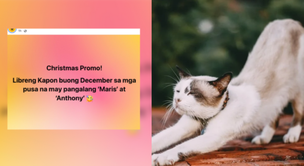Libreng kapon sa mga pusang 'Maris' at 'Anthony' ang pangalan, handog ng isang veterinarian