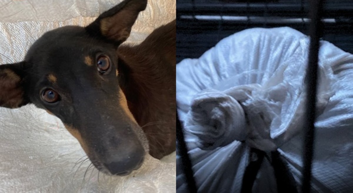 Asong nasagip mula sa dog meat trade, nangangailangan ng tulong