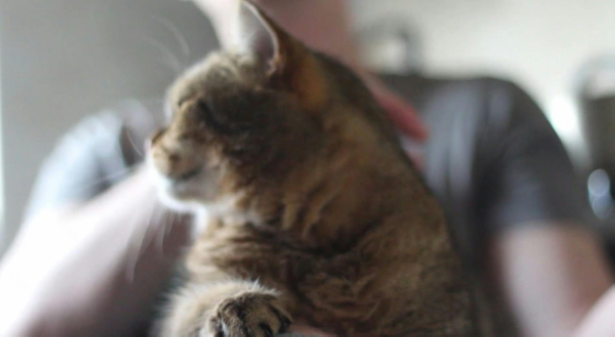 Lagot! PAWS, hina-hunting lalaking nanakal ng pusa
