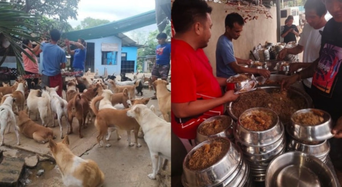 Animal Rescue PH, nagdaos ng Christmas Party para sa rescued furbabies!