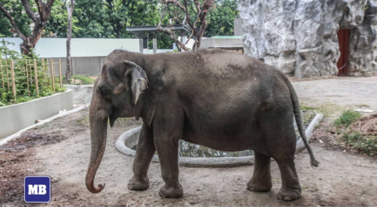 'Hindi raw nirespeto?' Muling pagbalik ni Mali sa Manila Zoo, umani ng reaksiyon