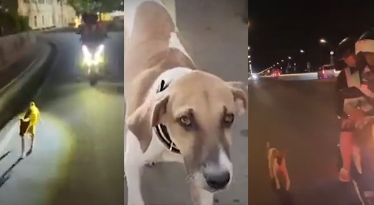 Asong sumunod sa mag-jowang nakamotorsiklo, naibalik sa naghahanap na furparent